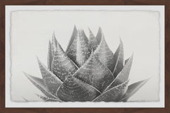 Agave II