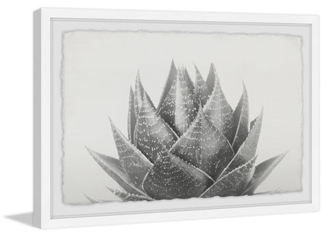 Agave II