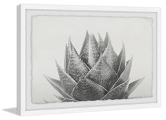Agave II