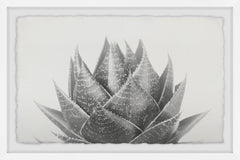 Agave II