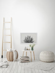 Agave II