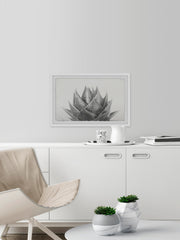 Agave II
