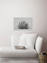 Agave II