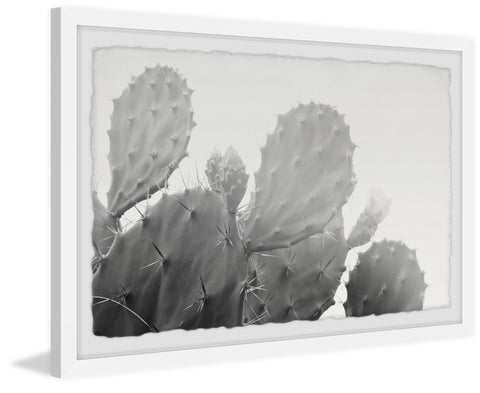 Grey Cactus