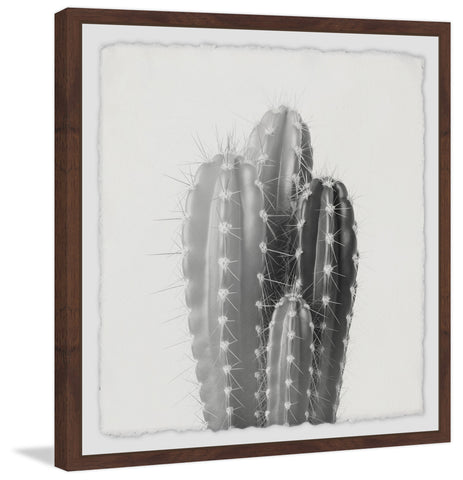 Four Cacti