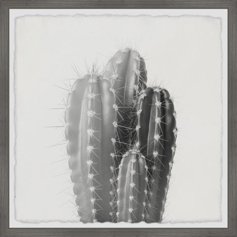 Four Cacti