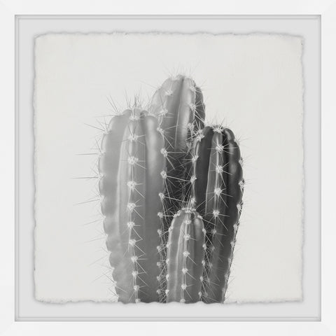 Four Cacti