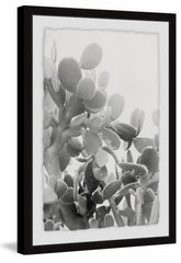 Round Succulent Stems