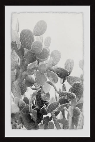 Round Succulent Stems