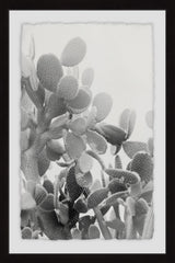 Round Succulent Stems