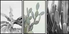 Vintage Cacti Triptych