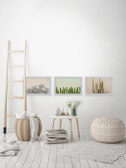 Floral Cactus Triptych