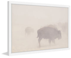 Herd in the Fog