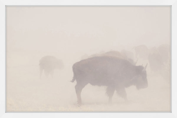 Herd in the Fog