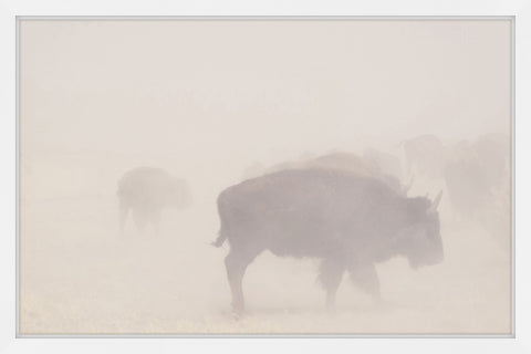 Herd in the Fog