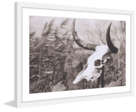 Deserted Skull