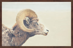Curled Horns