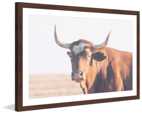 Curious Bovine