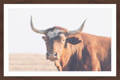 Curious Bovine