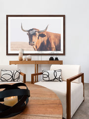 Curious Bovine