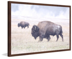 Scattered Herd