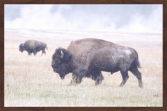 Scattered Herd