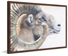 Ram Profile 4