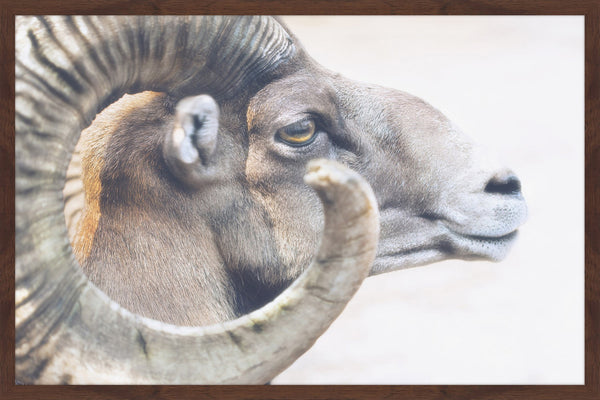 Ram Profile 4