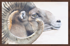 Ram Profile 4