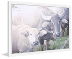 Curious Bovines