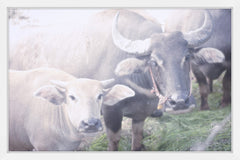 Curious Bovines