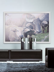 Curious Bovines