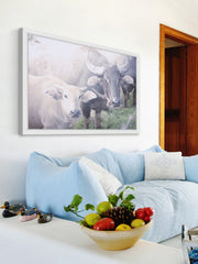 Curious Bovines