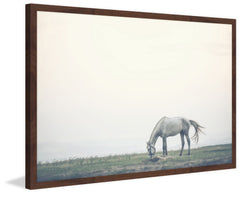 Lone Horse Grazing