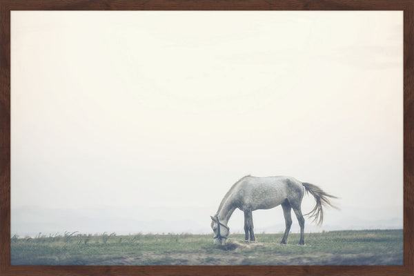 Lone Horse Grazing