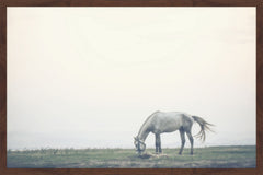 Lone Horse Grazing