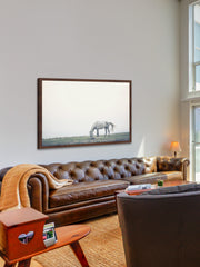 Lone Horse Grazing
