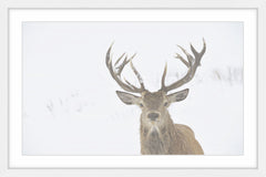 Buck Stare