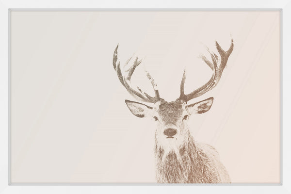 Buck Stare 2