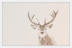 Buck Stare 2