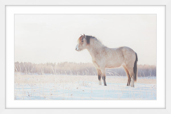Horse Stands Still