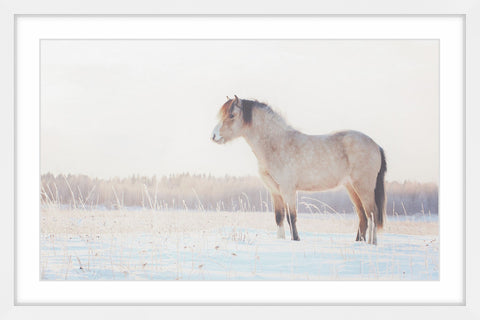 Horse Stands Still
