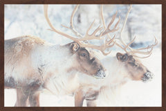 Gentle Pair