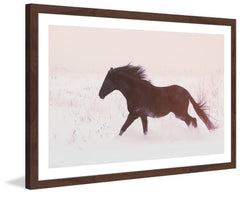Black Beauty Gallops