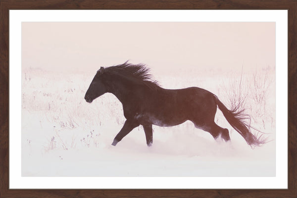 Black Beauty Gallops