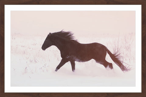 Black Beauty Gallops