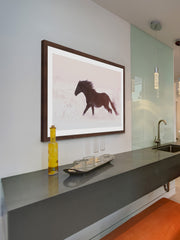 Black Beauty Gallops