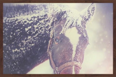 Curious Horse