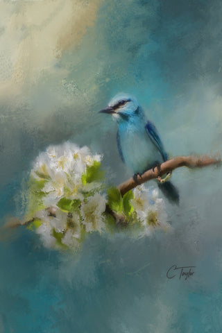 Blue Song Bird