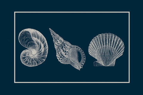 Shells